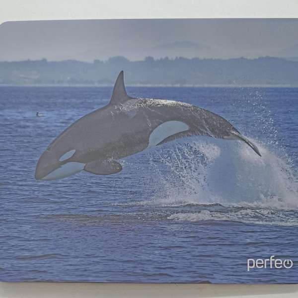 Коврик для мыши Perfeo PF-D0709 "Фауна", "Касатка" 194*233*3мм, полипропилен+вспененный пластик